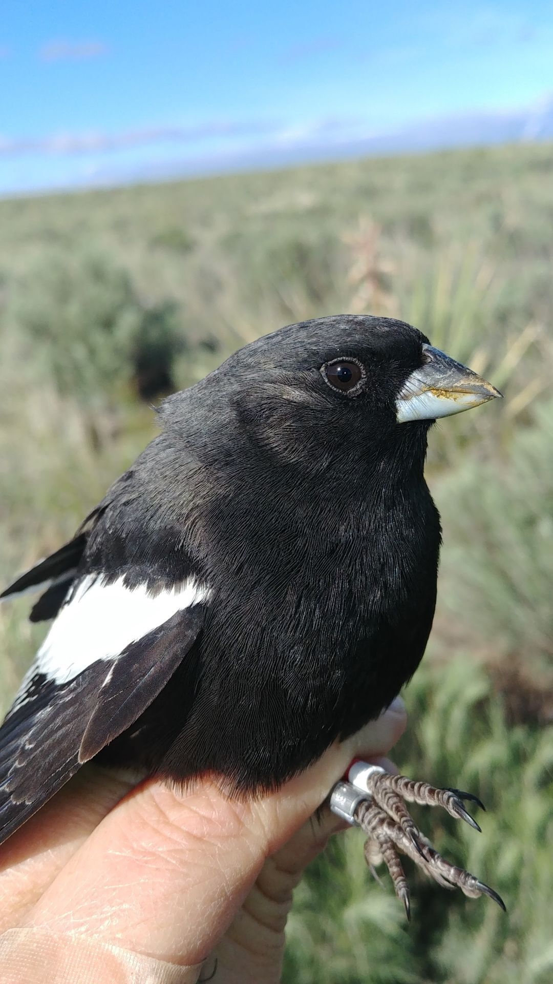 State bird: the lark bunting